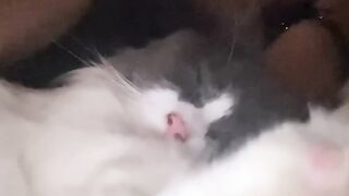 Cat Refusing to Wake Up! Heavy Sleeper! 22