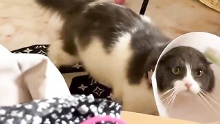 Cat Meowing at the Shower Water! 25