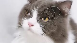 The Most Talkative Cat Ever! 🗣️ 21