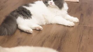 Tiny Kitten's First Yawn! 18