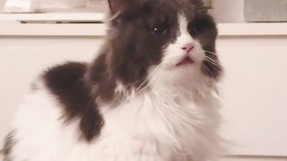 Cat Tries to Catch Fish on TV! 20
