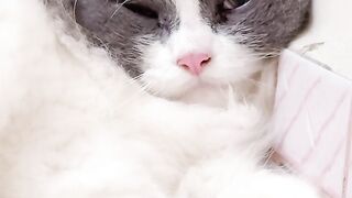 Clumsy Cat Falls off the Bed! 21