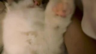 Cat Addicted to Belly Rubs! 20