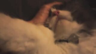 Fierce Cat Protects House from a Bug! 22