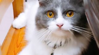 Cat Sneaks into the Fridge Again! 18