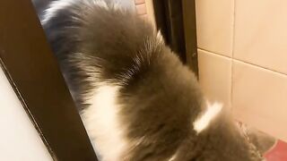 Cat Sings a Duet with Owner! 19