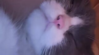 The Fluffiest Cat on the Internet! 20
