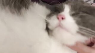 Cat Trying to Drink from a Water Bottle! 23