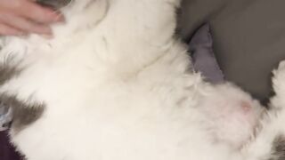 Cat Wakes up Owner at 4 AM! 22