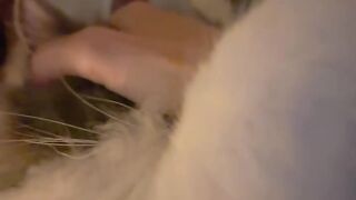 Cat Reacts to a Fake Snake! 😂 20