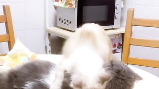 Cat Refuses to Take a Bath! 18