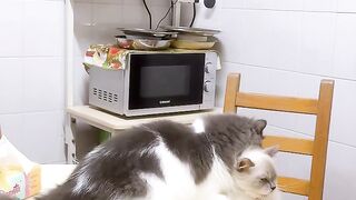 Cat Sleeping in a Fruit Bowl! 19