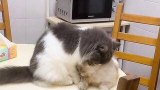 Cat Chattering at a Squirrel! 19