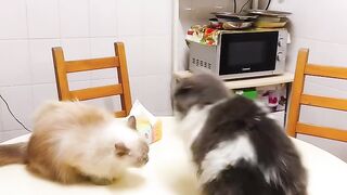 Cat Sneezing Fit in Slow Motion! 19