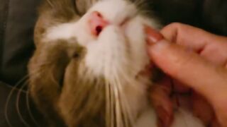 Cat Tries to Catch a Laser Pointer! 21