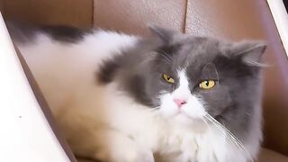 Cat Sitting Like a Human! 19