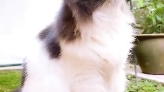 Cat Begging for Ice Cream! 🍦 20