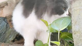 Cat Reacts to Owner's Sneeze! 19