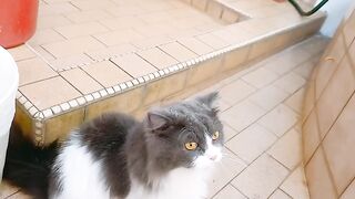 Cat Knocking a Glass off the Table! 18