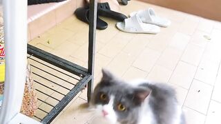 Kitten Learning to Pounce! 21