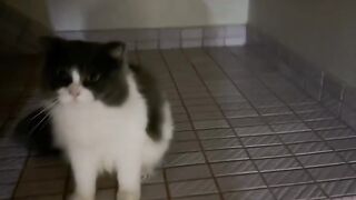 Cat Tangled in the Window Blinds! 20