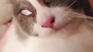 Cat Steals a Slice of Pizza! 🍕 19