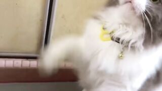 Cat Wakes up Confused! 21