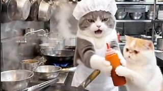 Cat Stealing Owner's Socks! 19