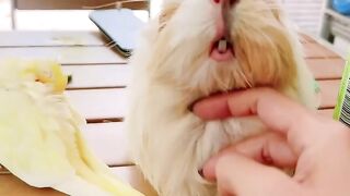 Cat Smelling a Lemon! 😂 20