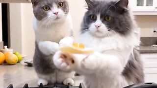 Cat Trying to Drink from a Straw! 40
