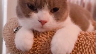 Kitten's First Time Trying Wet Food! 21