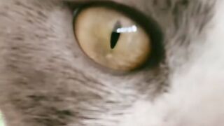 Cat Trying to Open the Door Knob! 19
