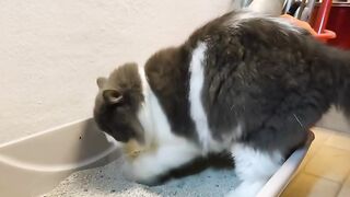 Cat Chasing a Butterfly in the Garden! 19
