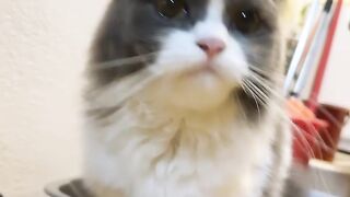 Cat Annoyed by a Snoring Dog! 18