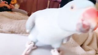 Cat Meowing "No" to the Vet! 20