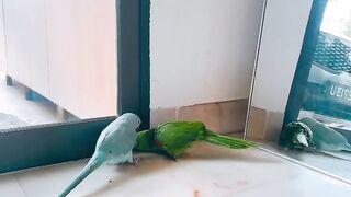 Cat Reacts to Owner Wearing a Mask! 18
