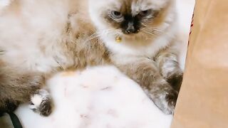 Cat Meets a Hedgehog! 🦔 18