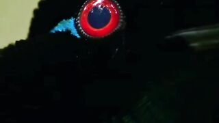 The eye of paradise Crow - Birds of paradise