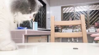 Cat Stealing the Dog's Bone! 38