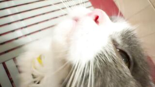 Funniest Cat Fails of 2026! 😂 24