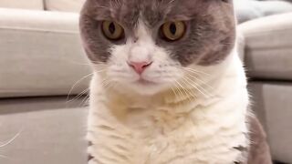 This Cat Thinks He is a Dog! 22