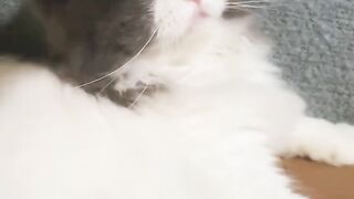 Cat Addicted to Watching TV! 21