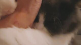 Bath Time Disaster for This Cat! 24