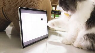 Cat Trapped in a Cardboard Box! 24