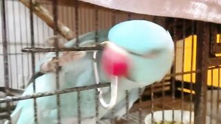 Extreme Cat Parkour in the Living Room! 22
