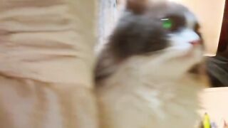 Cat Discovering Ice for the First Time! 23