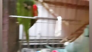 Cat Refuses to Walk on Leash! 😂 23