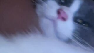 Cat Trying to Catch Fish on iPad! 24