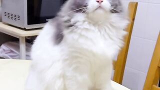 Cat Getting Brain Freeze from Ice Cream! 23