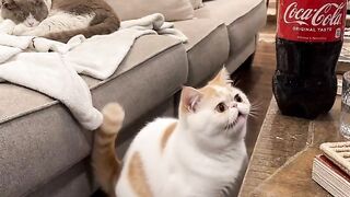 Cat Stuck on the Ceiling Fan! 😂 21